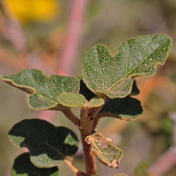 Fremontodendron californicum, California Flannelbush